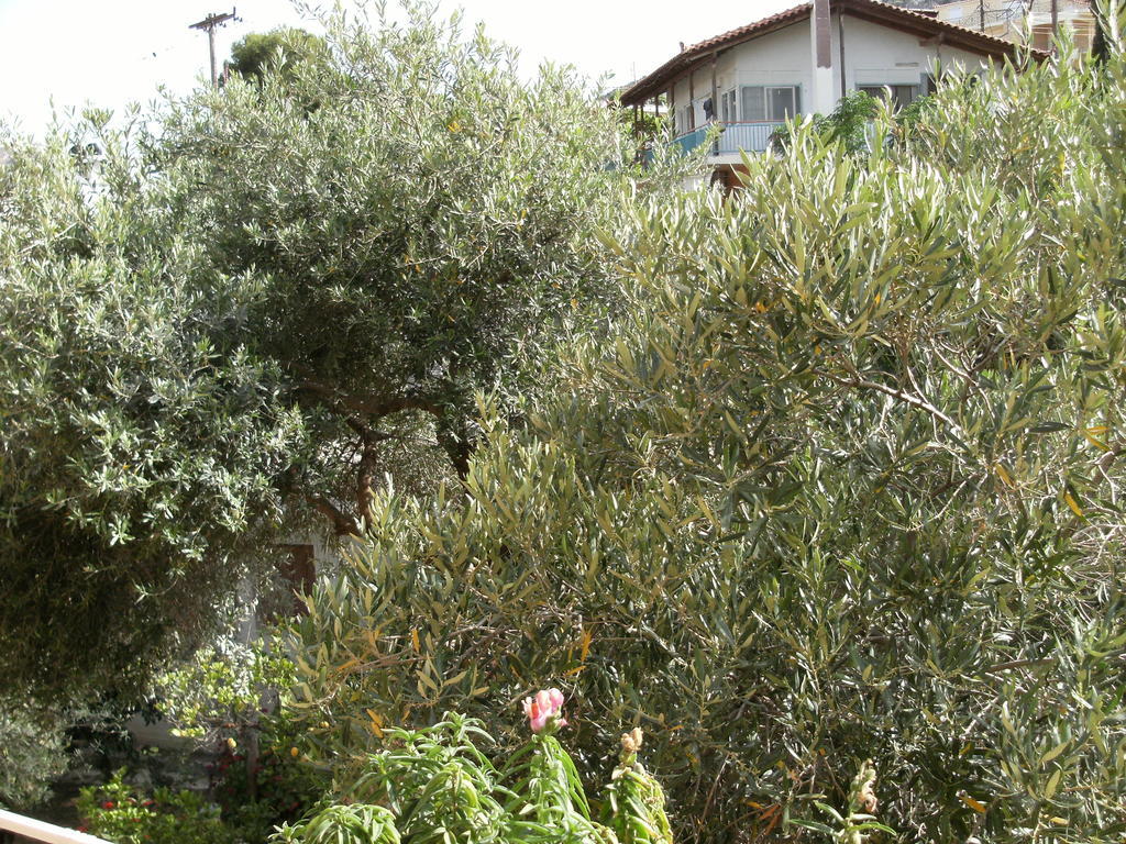 Katerina Hotel Tolo Luaran gambar